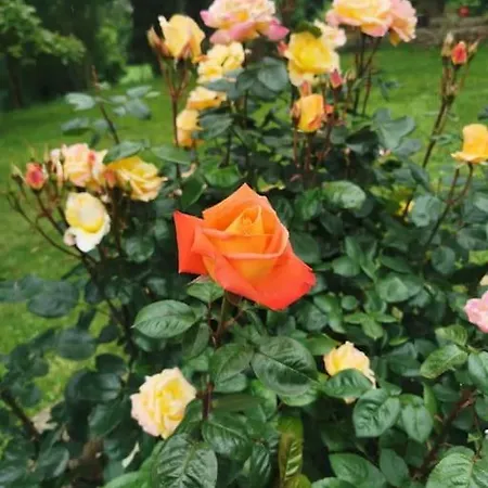 La Flor De Toranzo 